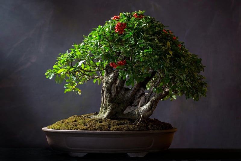 Bonsai tree in a garden
