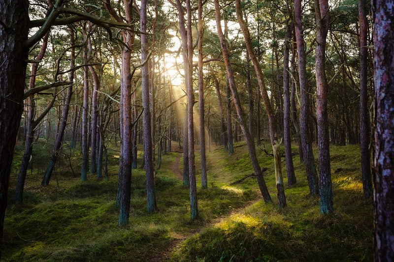 Enchanted forest setting
